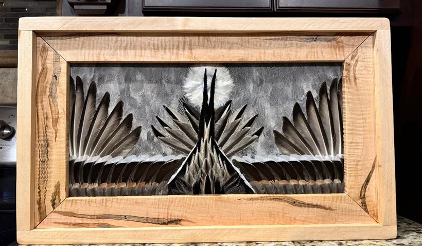 Sandhill crane stretch wing panel — silver and slate feathers at full reach in figured maple