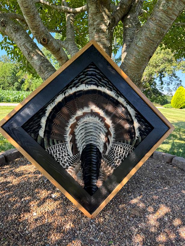 Wild turkey fan in an ebonized oak diamond frame edged in natural oak, photographed under a shade tree