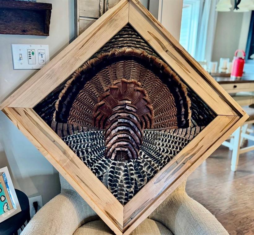 Wild turkey fan set in a diamond-hung ambrosia maple frame
