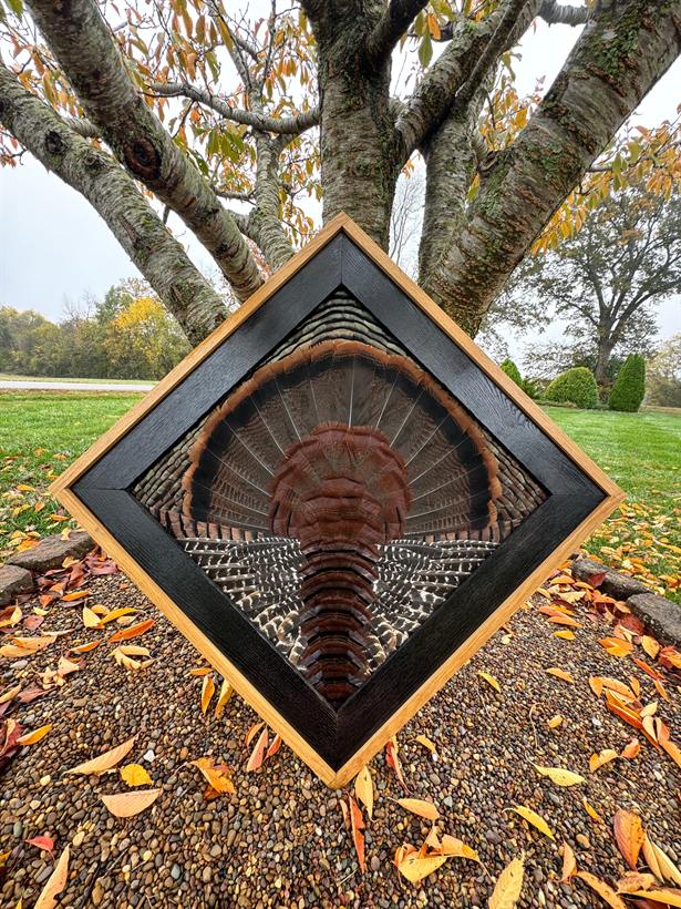 Ebonized oak shadowbox diamond frame holding a full wild turkey fan, photographed outdoors in autumn