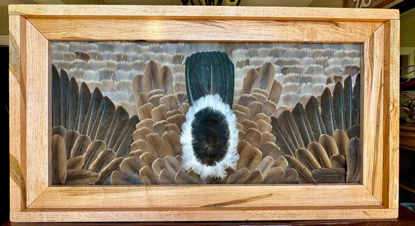 Stretch wing frame — waterfowl wings preserved at full span in a curly maple frame