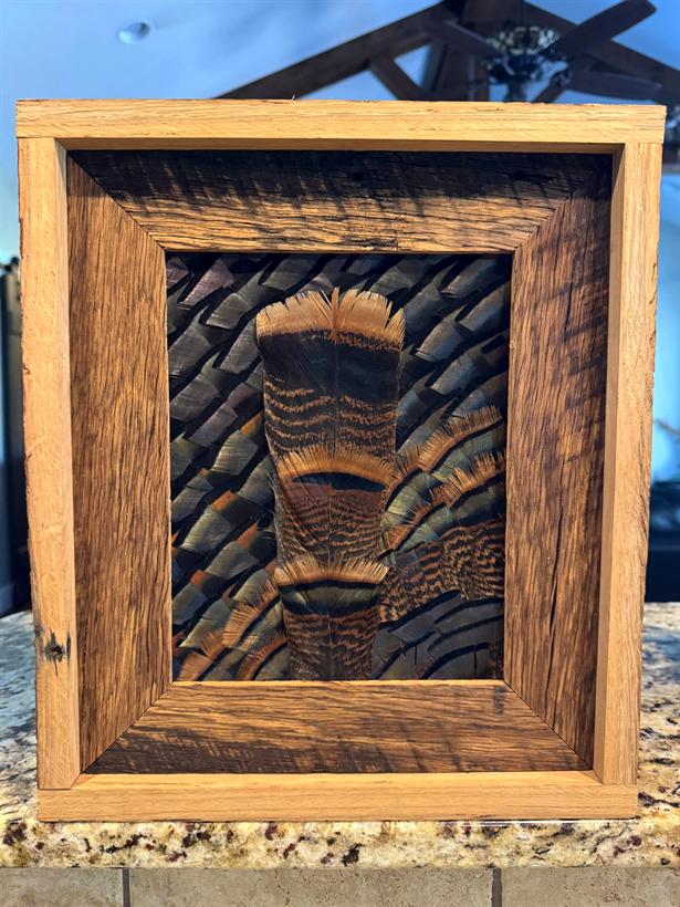 Small framed study — a single turkey tail feather centered over iridescent bronze body feathers in a reclaimed oak shadowbox